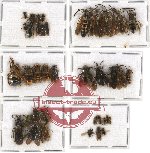 Scientific lot no. 89 Hymenoptera (39 pcs)