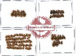 Scientific lot no. 181 Carabidae (Lebiini) (131 pcs)