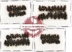 Scientific lot no. 179 Carabidae (72 pcs)