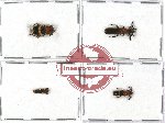 Scientific lot no. 33A Cleridae (4 pcs - 1 pc A2)