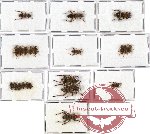 Scientific lot no. 34 Cleridae (22 pcs)