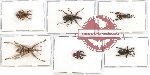 Scientific lot no. 216 Curculionidae (6 pcs)