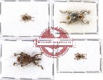 Scientific lot no. 219 Curculionidae (4 pcs)