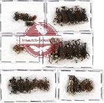 Scientific lot no. 217 Curculionidae (31 pcs - 5 pcs A2)