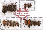 Scientific lot no. 172 Heteroptera (20 pcs A, A-, A2)