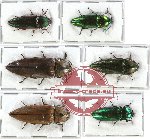 Scientific lot no. 59 Elateridae (Camposternus spp.) (6 pcs)