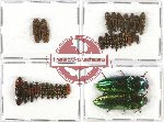 Scientific lot no. 62A Elateridae (31 pcs - 2 pcs A2)