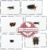 Scientific lot no. 10A Languridae (12 pcs - 5 pcs A2)