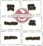 Scientific lot no. 64 Staphylinidae (60 pcs)