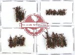 Scientific lot no. 40 Brenthidae (23 pcs)