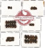 Scientific lot no. 46 Nitidulidae (40 pcs)