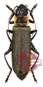 Cantharidae sp. 3