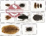 Scientific lot no. 10A Blattodea (10 pcs - 2 pcs A-)