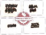 Scientific lot no. 180 Carabidae (58 pcs)