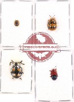 Scientific lot no. 172A Chrysomelidae (4 pcs - 1 pc A2)