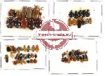 Scientific lot no. 174 Chrysomelidae (68 pcs)