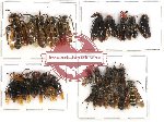 Scientific lot no. 97 Hymenoptera (25 pcs A, A-)