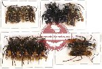 Scientific lot no. 104 Hymenoptera (17 pcs A, A-, A2)