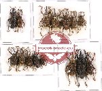 Scientific lot no. 218 Curculionidae (15 pcs - 3 pcs A2)