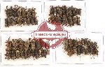 Scientific lot no. 220 Curculionidae (66 pcs)