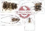 Scientific lot no. 60 Anthribidae (10 pcs)