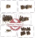 Scientific lot no. 61 Anthribidae (31 pcs)