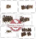 Scientific lot no. 61 Anthribidae (31 pcs)