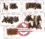 Scientific lot no. 93 Hymenoptera (35 pcs A-, A2)