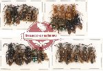 Scientific lot no. 86 Hymenoptera (23 pcs A-, A2)