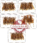 Scientific lot no. 82 Hymenoptera (23 pcs)