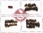 Scientific lot no. 178 Carabidae (66 pcs)