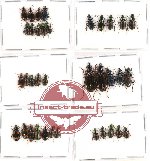 Scientific lot no. 176 Carabidae (36 pcs - 7 pcs A2)