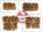 Scientific lot no. 61 Elateridae (30 pcs)