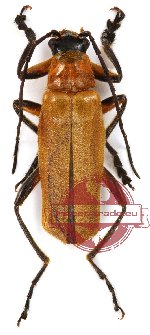Cantharidae sp. 6