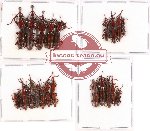 Scientific lot no. 39 Brenthidae (22 pcs)