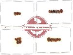 Scientific lot no. 21 Endomychidae (20 pcs - 6 pcs A2)