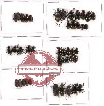 Scientific lot no. 156 Tenebrionidae (42 pcs - 7 pcs A2)