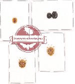 Scientific lot no. 170 Chrysomelidae (Cassidinae spp.) (5 pcs)