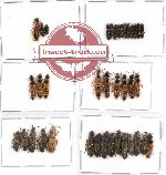 Scientific lot no. 65 Staphylinidae (38 pcs)
