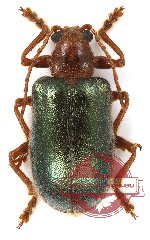 Chrysomelidae sp. 36