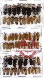 Scientific lot no. 2 Cantharidae (59 pcs)