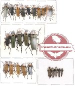 Scientific lot no. 4 Cantharidae (25 pcs)