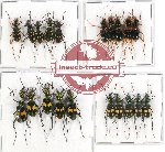 Scientific lot no. 24 Cicindelidae (20 pcs)