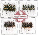 Scientific lot no. 22 Cicindelidae (20 pcs)