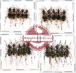 Scientific lot no. 25 Cicindelidae (20 pcs)