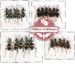 Scientific lot no. 17A Cicindelidae (20 pcs A-, A2)