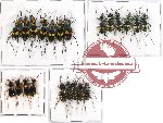 Scientific lot no. 20 Cicindelidae (22 pcs A-, A2)