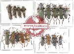 Scientific lot no. 5 Cantharidae (18 pcs)