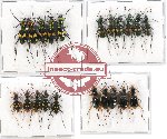 Scientific lot no. 23 Cicindelidae (20 pcs)