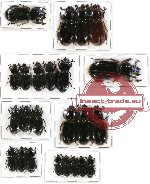 Scientific lot no. 54 Passalidae (24 pcs)